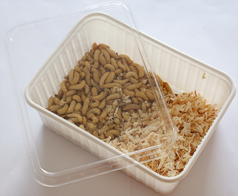 Angelkder - lebend - | Online Kaufen | Feeders & More