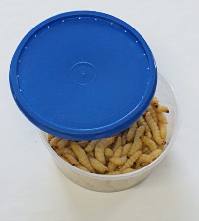 Premium Langzeit Bienenmaden 100 Stück Handverlesen, Angelköder