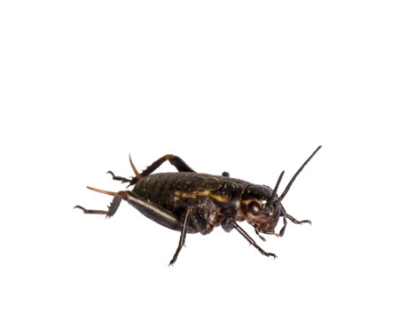 Steppengrillen klein, gut gefüllte Dose