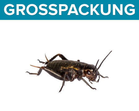 Mittelmeergrillen klein, 700 Stück (10 Dosen)