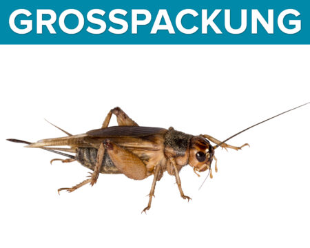 Steppengrillen gross, 500 Stück